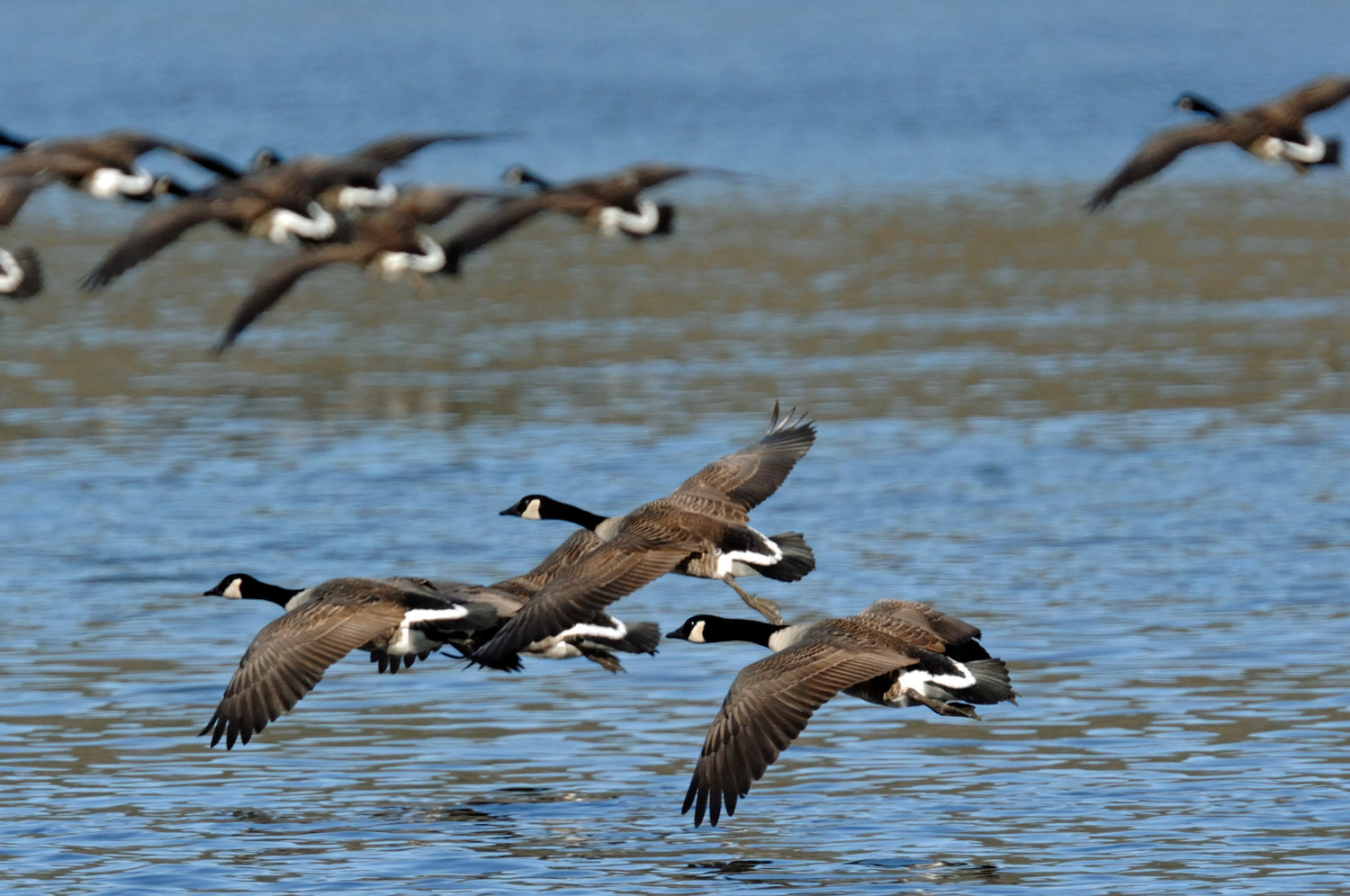 Canada geese begin their migrations around mid-March. As soon as there is open water on a lake, it is a potential feeding or breeding ground for geese and other waterfowl. Geese can fly at altitudes of several thousand feet while migrating; it may be harder to see or hear them when they're that high. The geese in this image were along the Upper Delaware River; geese are present most of the winter on the river due to adequate open water.